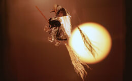 020 - hexe beim vollmond